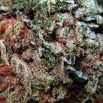 White Rhino Strain Marijuana Plant