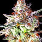 Zookies Strain Marijuana Plant
