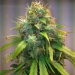 Agent Orange Marijuana Strain