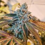 Banana Punch Marijuana Strain