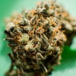 Banana Punch Strain Marijuana Plant