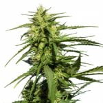 Black Diamond Marijuana Strain