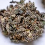 Black Diamond Strain Marijuana Plant