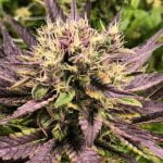 Black Jack Marijuana Strain