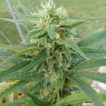 Blue Cookies Marijuana Strain