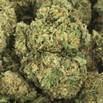 Blueberry Cookies Bud