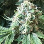 Blueberry Cookies Marijuana Strain