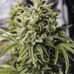 Bubba Kush Marijuana Strain