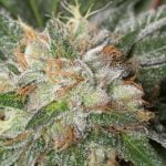 Bubba Kush Strain Marijuana Plant