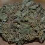 Bubble Gum Bud