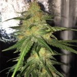 Bubble Gum Marijuana Strain