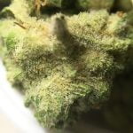 Bubble Gum Strain Marijuana Plant