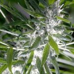 Cereal Milk Marijuana Strain