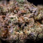 Cereal Milk Strain Marijuana Plant