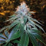 Chemdawg Marijuana Strain