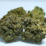 Chemdawg Strain Marijuana Plant