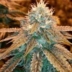 Death Star Marijuana Strain