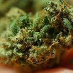 Death Star Strain Marijuana Plant