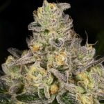 Duct Tape Marijuana Strain