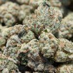 Duct Tape Strain Marijuana Plant