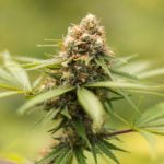 Durban Poison Marijuana Strain