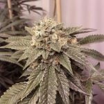 Fire OG Marijuana Strain