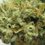 Fire OG Strain Marijuana Plant