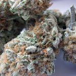 G13 Strain Marijuana Plant