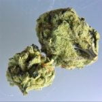 Ghost OG Bud
