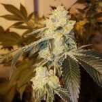 Ghost OG Marijuana Strain