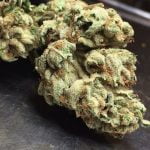 Ghost OG Strain Marijuana Plant