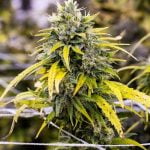 Golden Goat Marijuana Strain