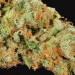 Golden Goat Strain Marijuana Plant