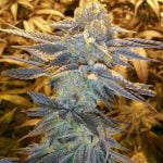 Grape Ape Marijuana Strain