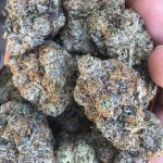 Grape Ape Strain Marijuana Plant