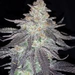 Grape Pie Marijuana Strain