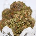 Grape Pie Strain Marijuana Plant