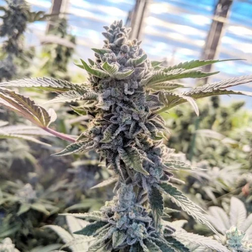 GSC Marijuana Strain