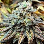 Harlequin Marijuana Strain