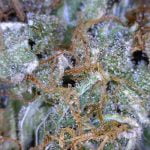 Harlequin Strain Marijuana Plant