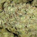 Ice Cream Strain Marijuana Plant