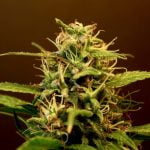 Jungle Cake Marijuana Strain