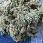 Jungle Cake Strain Marijuana Plant