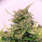 Key Lime Pie Marijuana Strain