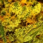Key Lime Pie Strain Marijuana Plant