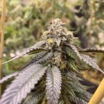 LA Confidential Marijuana Strain