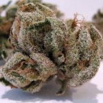LA Confidential Strain Marijuana Plant