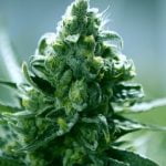 Lemon Cake Marijuana Strain