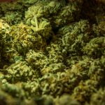 Lemon Cake Strain Marijuana Plant