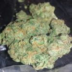 Lemon Haze Bud